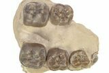 Partial Fossil Early Pig (Perchoerus) Skull - South Dakota #269766-1